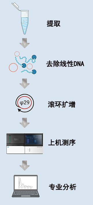 eccDNA文库构建